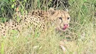 African Cheetah Kill & Feed: Raw Nature in 8K | Maasai Mara Safari