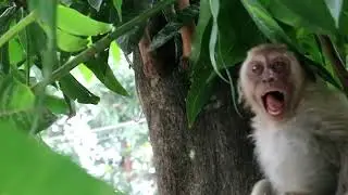 Anak monyet makan serangga /Baby monkey eat insects