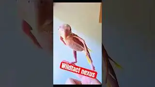 Heartwarming Animal Rescues: Inspiring Stories of Love and Compassion! #Shorts #birds #rescue #cute