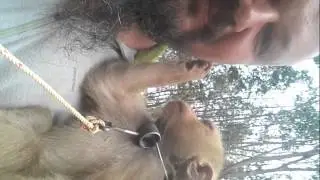 Путешествие. школа обезьян     Monkey School Phuket