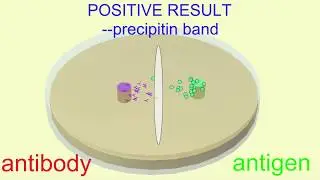 Ouchterlony immunoassay