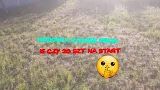 Hodowla kaczek pekin😯 15 czy 20 szt na start🤔