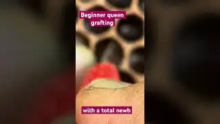 Graft queens with me #shorts #video #queen #bee #graft #apis #mellifera #beekeeping #honey #beginner