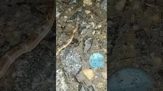 #snake #comment #viral