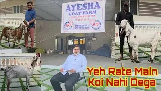 Bakro Ki Naseeb Se Allah Mujhe Bohat Dete Hai | 5 Star Bolte Nahi Kar Ke Dikhate | Ayesha Goat Farm