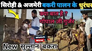 सिरोही और अजमेरी बकरी पालन के धुरंधर Goat farming business से 💰लाखों में कमाने का मौका। #Fouji bhai 
