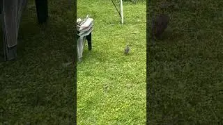 baby rabbit 🐇 running