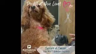Love Dogs? Explore a Career in Pet Grooming
