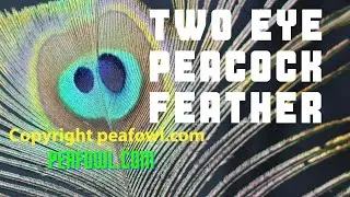 Перо павлина с двумя глазами, Peacock Minute, peafowl.com