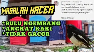 MENGATASI KACER BULU NGEMBUNG,ANGKAT KAKI