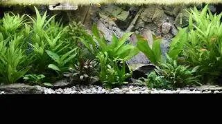 Turtle tank - Chrysemys picta dorsalis