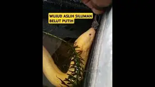 Siluman Belut putih, Berwujud wanita cantik #belutputih #belutalbino #ngurekbelut #mancingbelut