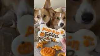 W&uuml;fers | Captain and Tony Unbox the Pup-kin Spice Cookie Box
