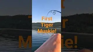 First Tiger Muskie! #fishing #outdoors #utah #muskie #muskiefishing