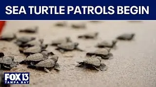 Sea turtle patrols underway on Anna Maria Island as post-hurricane concerns linger