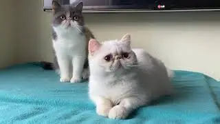 Exotic shorthair cats flame point & dilute calico