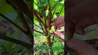 Fresh Okra Harvest! Why It's a Superfood 🌿 #gardentotable #superfood