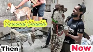 Personal Shaukh #ep 1||Billu's transformation||By Shakir Khan(Sk agro feeds)