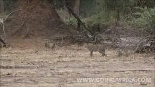 Mana Pools wandelsafari luipaard encounter