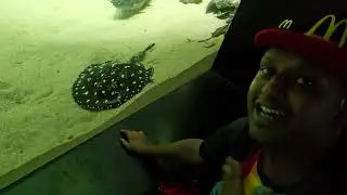 K&aelig;mpe store fisk 😲
