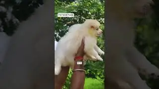 Quality Pomeranian Puppies Available | Pet Shop In Patna | Prakash Pet Shop Patna | #puppyshop #pets