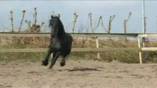 Friese Hengst, Thiadmar van de Oostwal