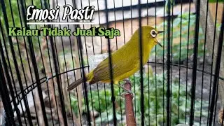 LANGSUNG PUTAR PASTI NGALAS ‼️ Terapi Pleci Bahan Ombyokan Bikin Cepat Buka Paruh