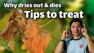 Why Grapevine Leaves Are Turning Yellow in the Spring? / Relive Your Trees