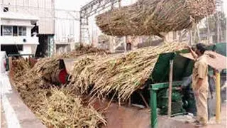 Private sugar millers production up as state owned mills struggle