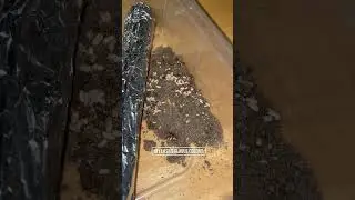 My Lasius Flavus Colony #antcolony #antsnest #ants #insectnest