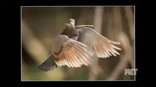 The Pigeon Photographer | Kentucky Life | KET