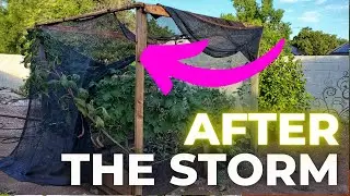 Tragedy in the Garden After Monsoon Storms