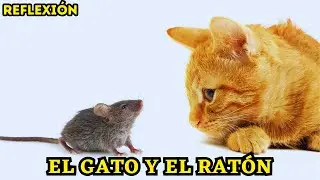EL GATO y el RATÓN | Reflexión | Aprende a ser feliz 🙌❤️