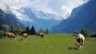 Who let them cows out, redneck parody