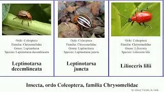 Insecta, ordo Coleoptera, familia Chrysomelidae leaf beetle maculata imperialis graminis armigera