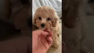 Final inesperado &iquest;Qui&eacute;n m&aacute;s ama a los french cachorritos? #french #perrito #perritostiernos #perros