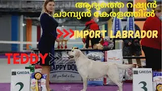 My First Import Labrador |Russian Champion |Dog Show Winner |