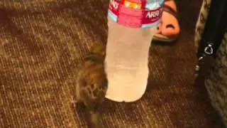 Birds in The Phoenix Airport