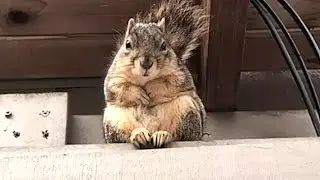 Squirrel gets woman to babysit her kids