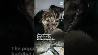 Puppies seeking shelter from Minnesota winter rescued #Shorts