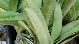 Regina orchid shop | Ванды | Декабрь 2019