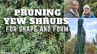 ✂ Pruning Yew Shrubs | Yew Pruning - SGD 348 ✂