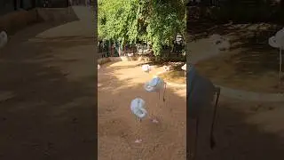 Flamingo sleeping 🤗
