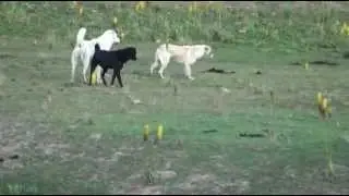 the meeting of dogs from 2 different flocks