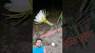 🌵🔥একদম গাছের গোড়ায় ড্রাগন ফুল। হ্যান্ড পলিনেশন #dragon #dragonflower #gardening @pabitramaity9705