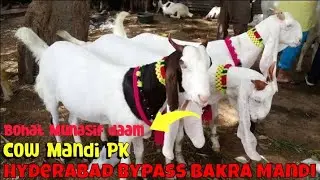 Bakra mandi hyderabad Bypass | Narejo Goat Farm