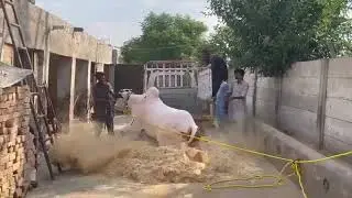 Fateh jangi bull unloading most dangerous bull in Bakra Eid 2024 tarbela Bull craze