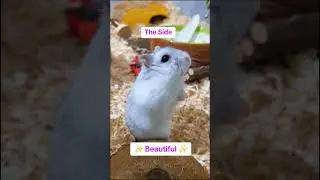 ✨ Perfect ✨ #hamster #pets #cute #animals #cuteanimals #smallpets