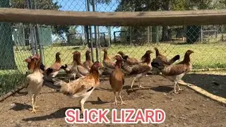 PULLETS - Beautiful Outdoor Chicken Coop Slick Lizard Farm Alabama USA
