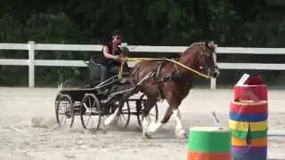 Quillane Apollo - Orleton Farm Super Derby